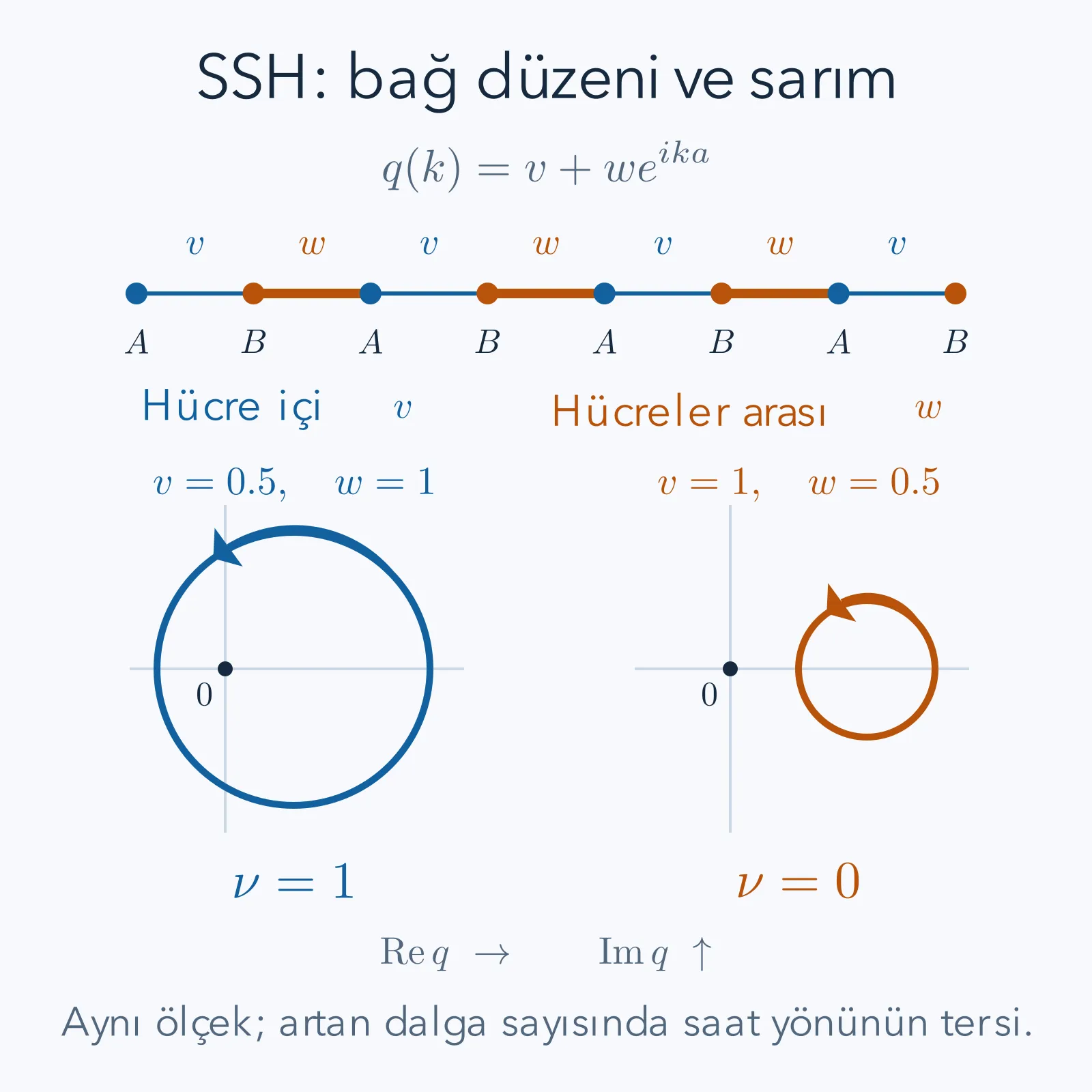 SSH zincirinde v hücre içi ve w hücreler arası bağları; q düzleminde orijini saran ve sarmayan iki çember.
