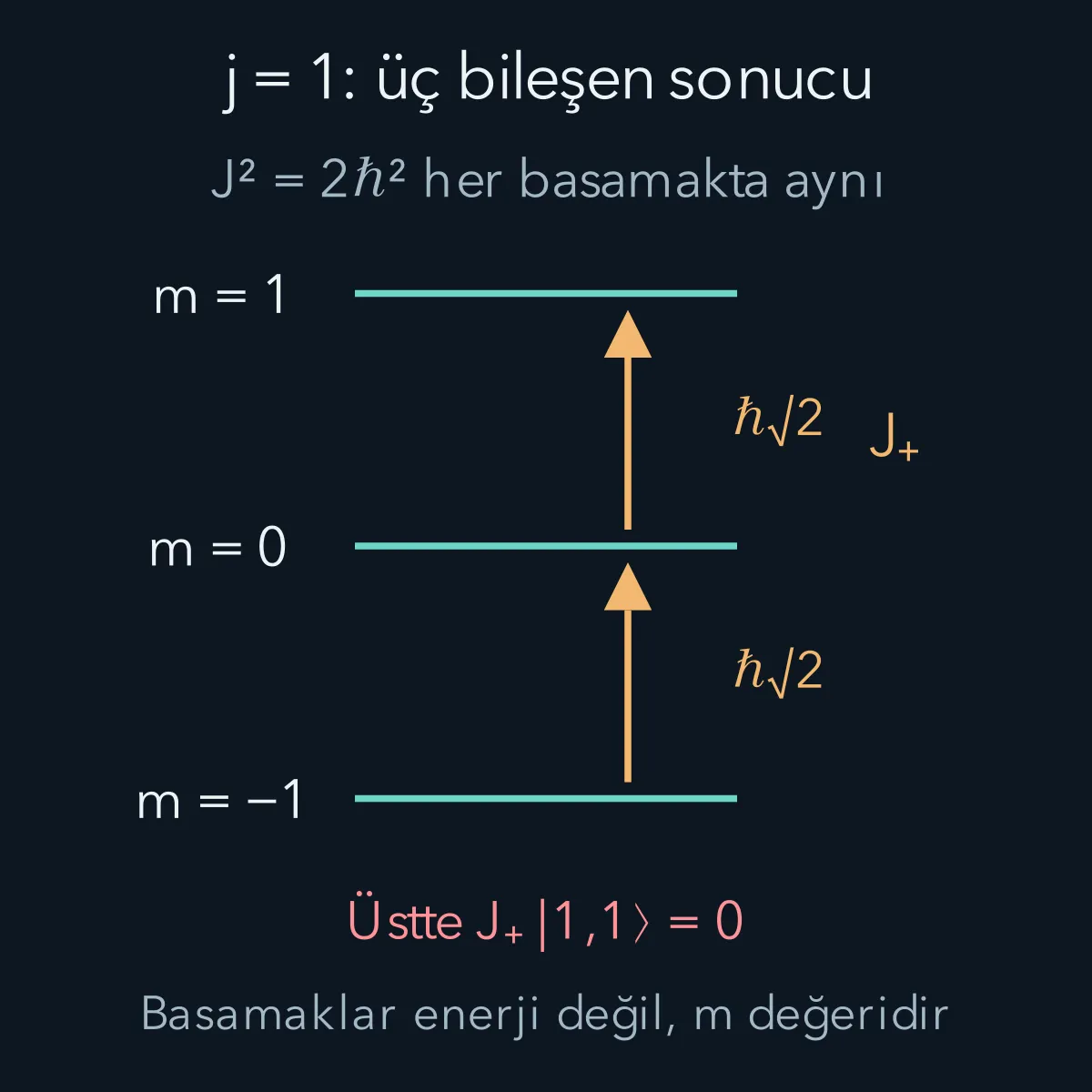 j eşittir 1 için üç m basamağı ve yükseltme katsayıları; toplam açısal momentumun karesi bütün basamaklarda aynıdır.