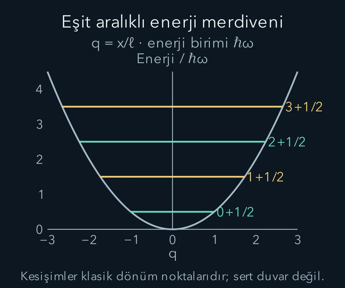 Parabolik potansiyel içinde harmonik osilatörün eşit aralıklı enerji düzeyleri gösterilir.