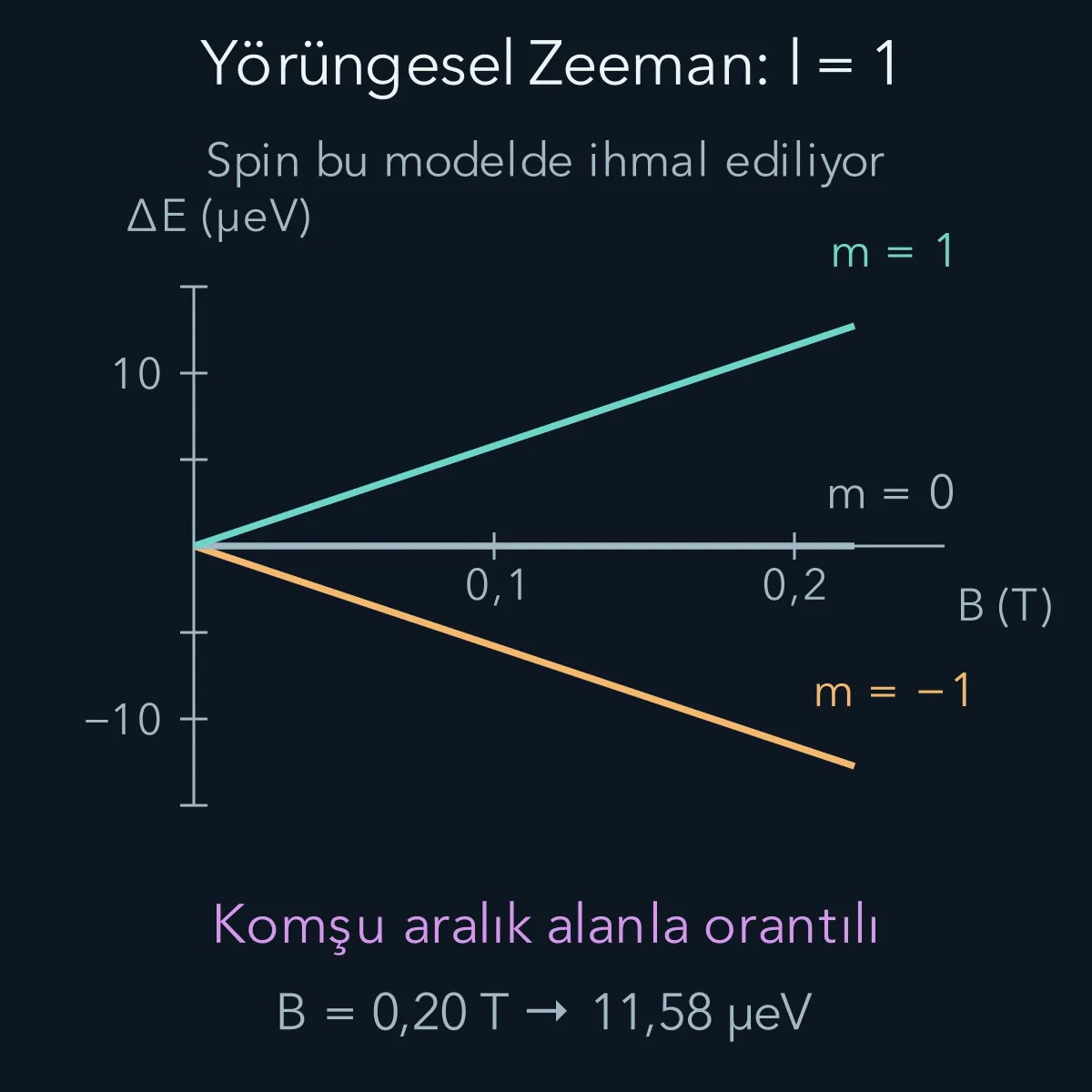 Spin ihmal edilen l=1 modelinde alanla doğru orantılı üç enerji dalı; m_l değeri dalın eğimini belirler.